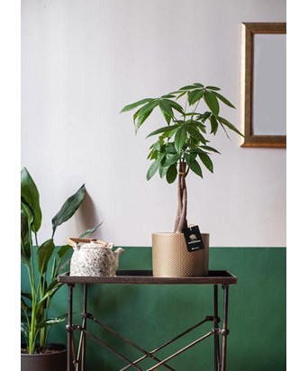 Pachira Aquatica - Para Çiçeği  - Feng Shui Bitkisi Dore Saksıda 50 cm